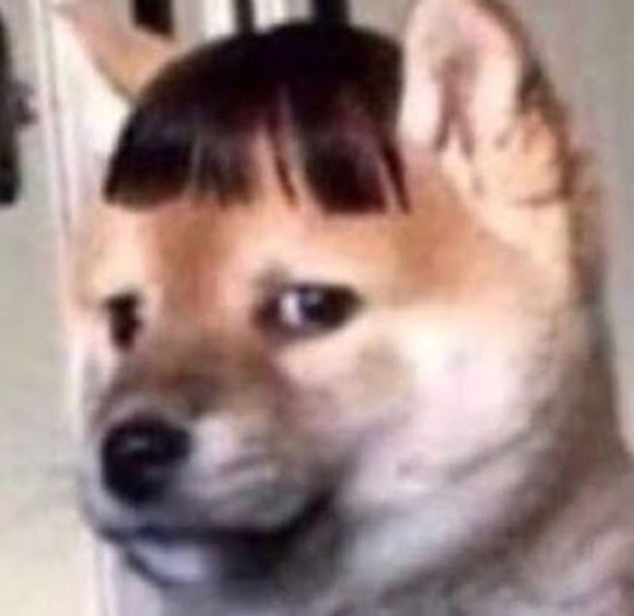 Meet your Posher, Alondra - Picture 1 of 1